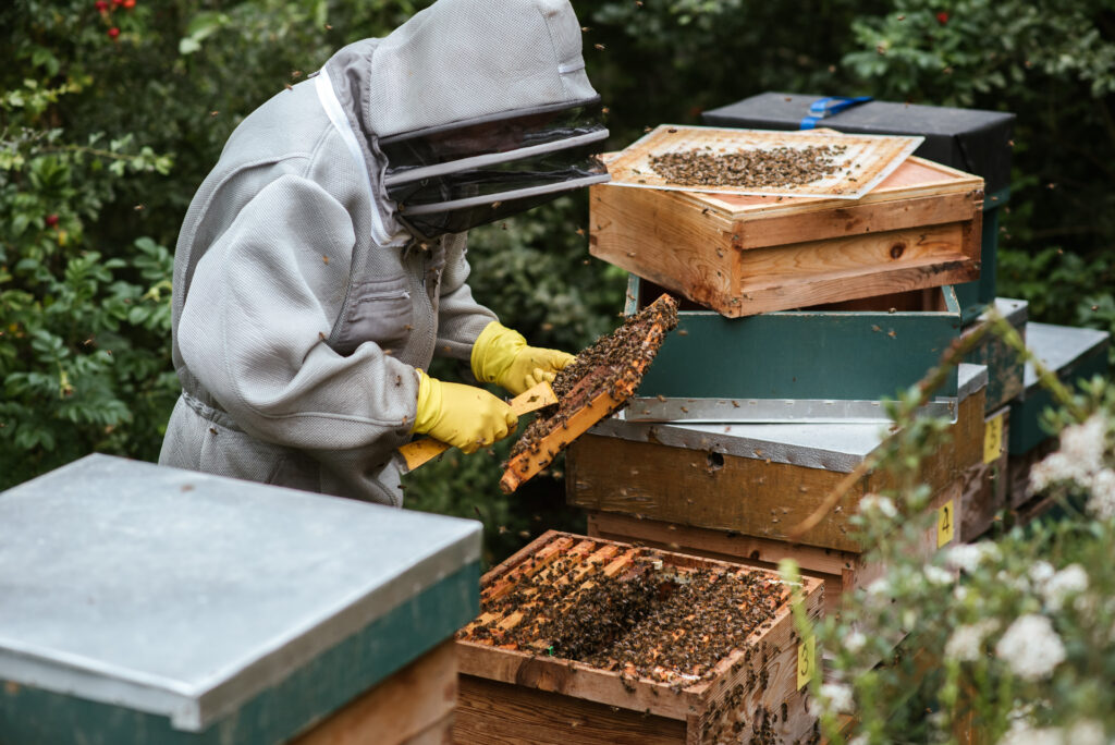 honey bee hives for sale