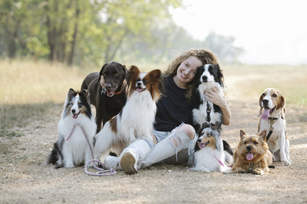 papillon dog for sale