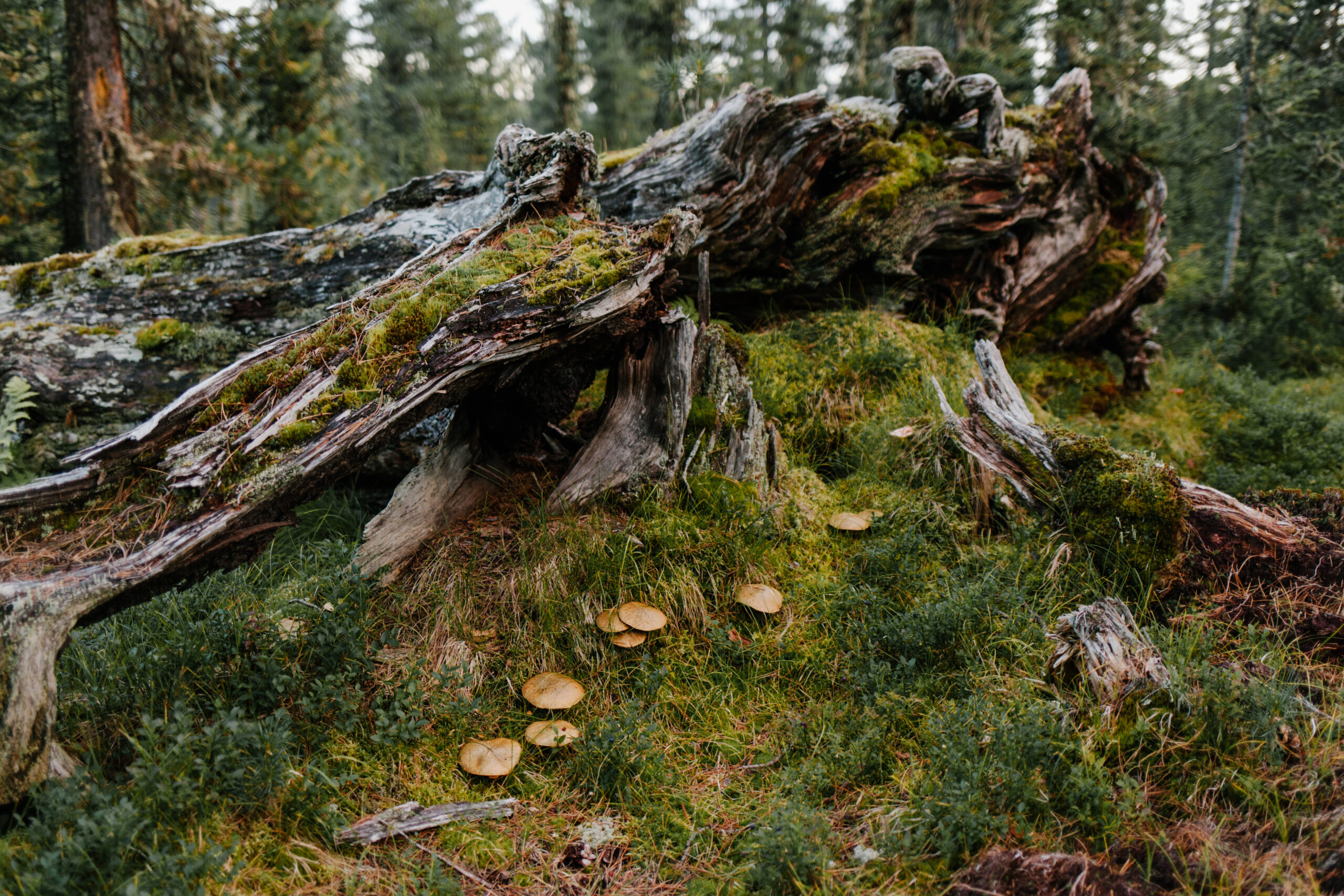 curative mushroom